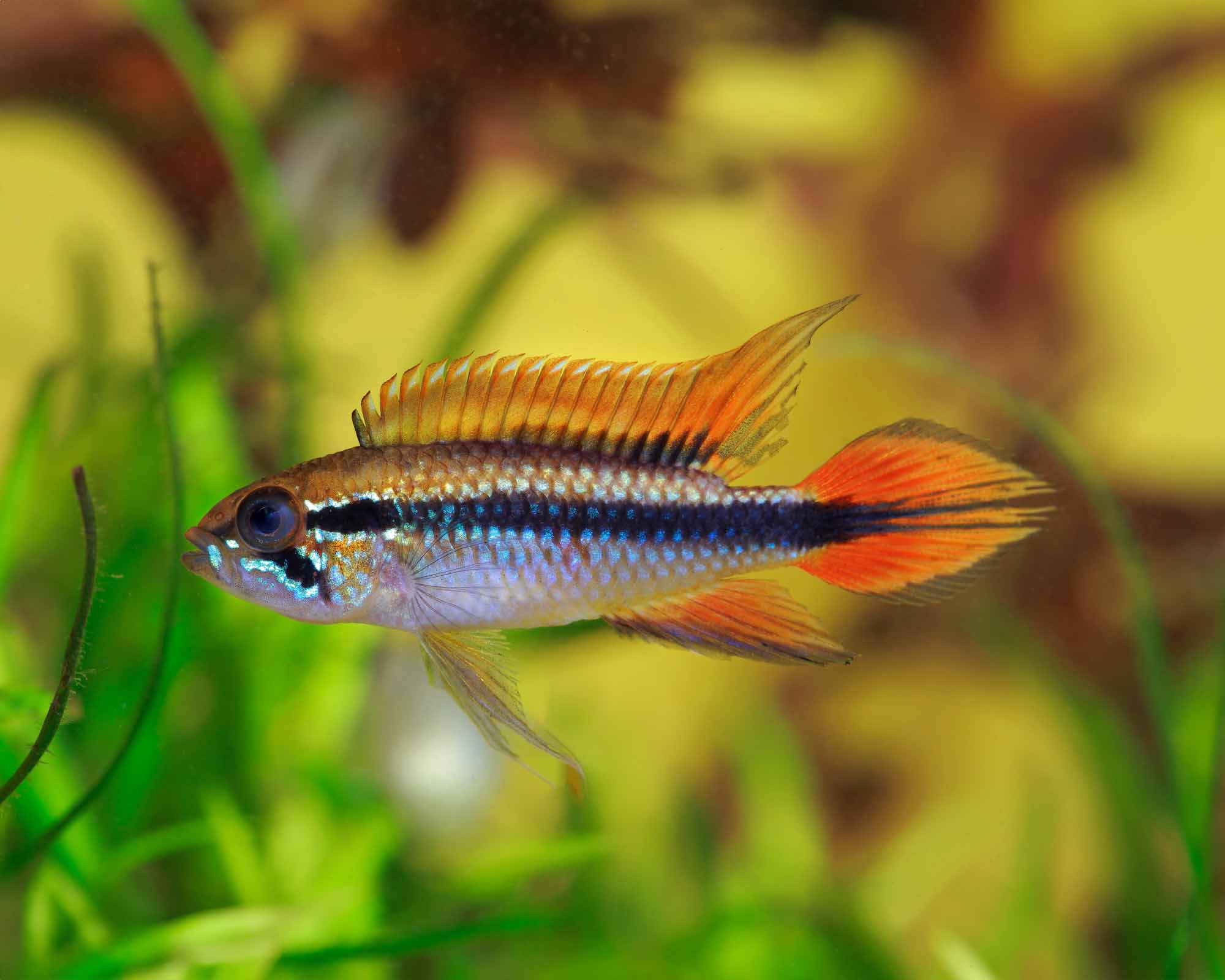 Apistogramma agassizii ‘Fire Red’